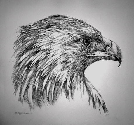Golden Eagle